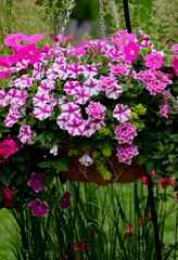 Pink and white surfinia petunias brimming with blossoms in a  hanging basket with Karl Foerster Feather reed grasses in the background