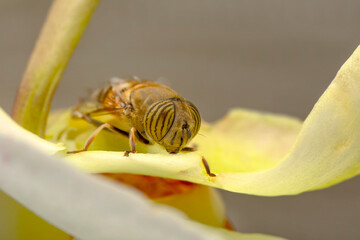 Close up  beautiful bee on flower

