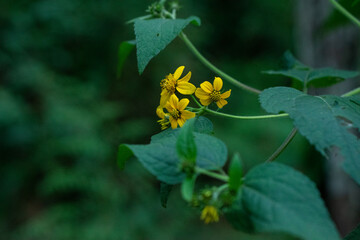 flower in the garden