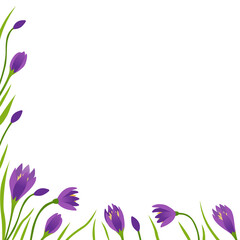 Square vector frame with spring crocuses on a white background in cartoon style. Template for an invitation, advertising layout, for a postcard or letter