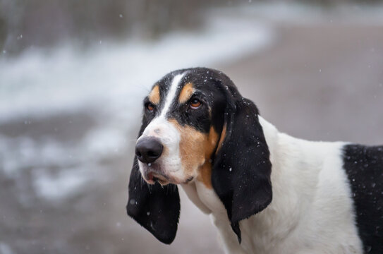 headshot of hunting dog of sort Ari&eacute;geois outside in the snow