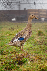 Duck male runner in the garden.
