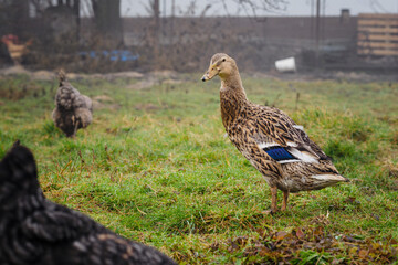 Duck male runner in the garden.