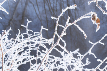 Branches and blades of grass covered with frost on the background of water with reflection.