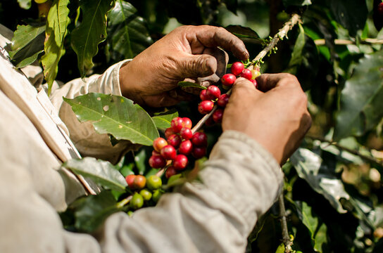 Cosechando caf&eacute; cereza