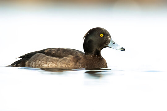 Tufted duck (Aythya fuligula), with the beautiful white coloured water surface. Beautiful brown duck from the river in the morning mist. Wildlife scene from nature, Czech Republic