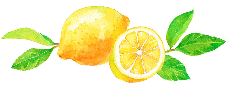 レモン　輪切りのレモン　レモンの葉　水彩画
