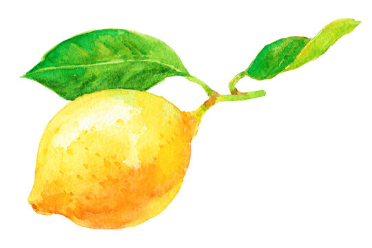 レモン　枝と葉がついた実　水彩画