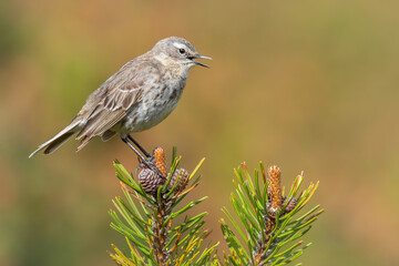 Water pipit (Anthus spinoletta), with beautiful green coloured background. Colorful song bird with grey feather sitting on the ground in the mountains. Wildlife scene from nature, Czech Republic