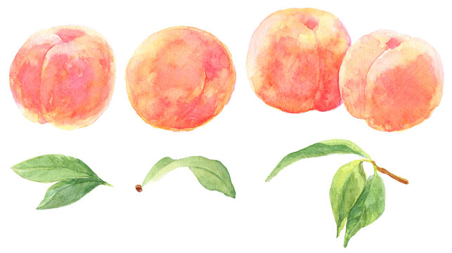 桃の素材集　大きな実と葉　水彩画