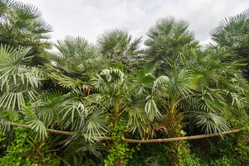 Fototapeta na wymiar Palm trees against blue sky, Palm trees at tropical coast, vintage toned and stylized, coconut tree,summer tree ,retro