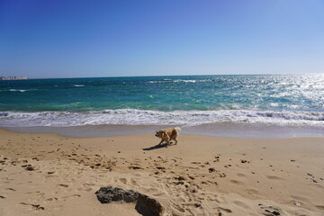 Dog Enjoying Beach Sand