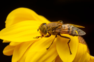Bee macro isolated on flower  Package design element