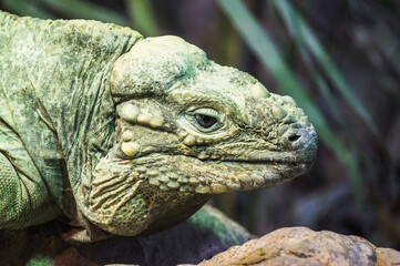 Green iguana lizard - close-up photograph