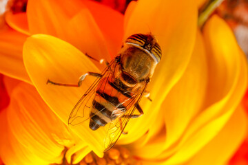 Bee macro isolated on flower  Package design element