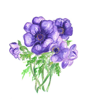 Watercolor illustration of the Anemone coronaria purple flowers.