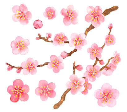 水彩　梅の花　梅の枝　花びら　素材集