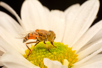 Bee macro isolated on flower  Package design element