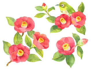 水彩　椿の花の素材集　メジロと椿 © 中沢アサカ /Aasaka Y