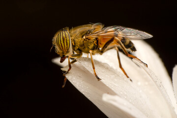 Bee macro isolated on flower  Package design element