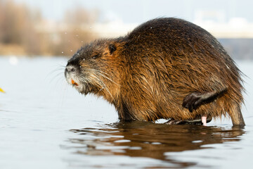 Coypu or Nutria (Myocastor coypus), with beautiful blue coloured background. Colorful water mammal with brown hair sitting near the river. Wildlife scene from nature, Czech Republic