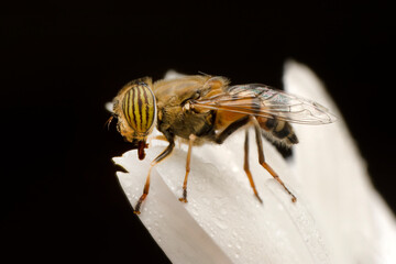 Bee macro isolated on flower  Package design element