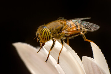 Bee macro isolated on flower  Package design element
