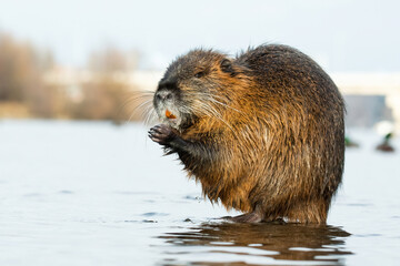 Coypu or Nutria (Myocastor coypus), with beautiful blue coloured background. Colorful water mammal with brown hair sitting near the river. Wildlife scene from nature, Czech Republic