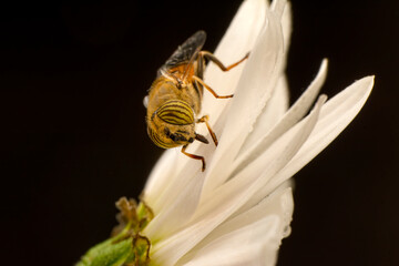 Bee macro isolated on flower  Package design element