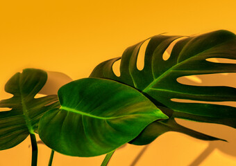 Monstera leaves on yellow background.