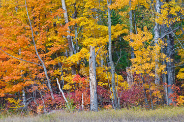 581-46 Fall Color at The Clearing