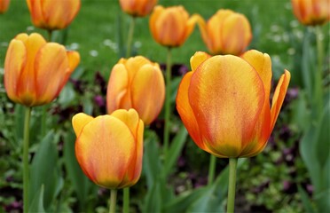 Orange tulip flower in the field background