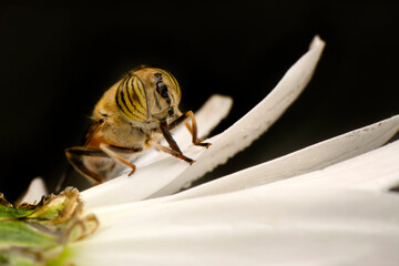 Bee macro isolated on flower  Package design element