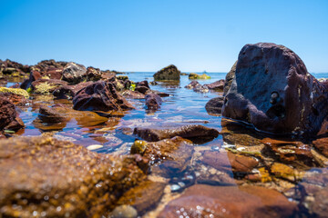 Fototapeta na wymiar Large boulders with seashells in shallow ocean bay water on bright summer day