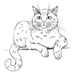 Lying cat breed British Shorthair. Line art vector illustration suitable for coloring book page. Print in hand draw style isolated on white background. Fluffy cat in simple sketch style.