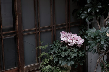 Fototapeta na wymiar 玄関 Entrance