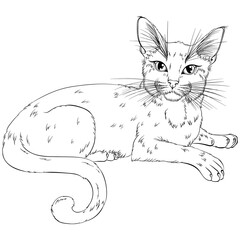 Lying cat looking forward. Line art vector illustration suitable for coloring book page. Print in hand draw style isolated on white background. Fluffy cat in simple sketch style.