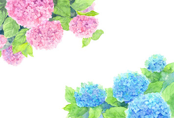 アジサイ　上下フレーム　ピンクと青の２色　横　水彩画