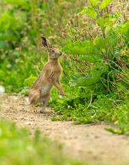 Portrait of a Brown Hare (Scientific name: Lepus Europaeus) on raised hind legs and sniffing at a leaf with lush green vegetation in summer. Facing right.  Close up. Vertical,  Space for copy.