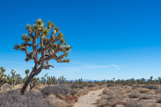 The Joshua Tree Trail at Wee Thump JT Wilderness Area in Southern Nevada traverses through a High Elevation Mojave Grassland with the tallest Eastern J Trees (Yucca jaegeriana) in woodland forests