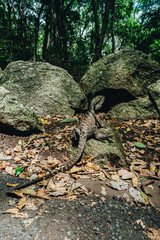 Lizard on the walk track in Burleigh