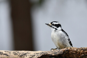Female Downy Woodpecker