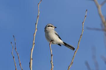 Northern Shrike