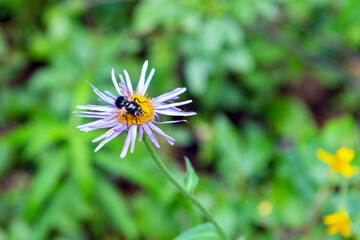 Close up view of a bee on a purple daisy