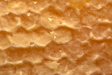 Close up  beautiful bee Honey In Honeycomb