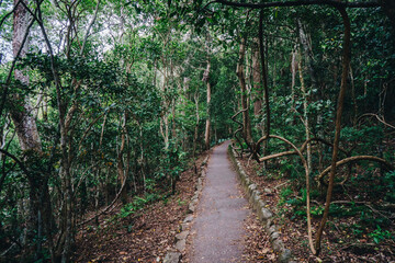 Fototapeta premium Burleigh headland bush walk