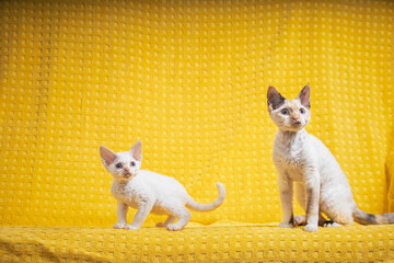 Two Funny Young White Devon Rex Kittens Kittys Cats. Short-haired Cat Of English Breed On Yellow Plaid Background. Shorthair Pet Cat