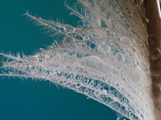 Closeup of feather with blue background and water droplets
