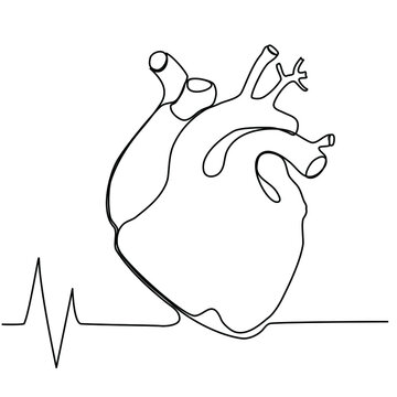 Single continuous line of anatomy Heart with heartbeat. Line art of Heart human organ and Cardio. Trendy minimalistic style. Vector illustration.
