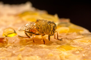 Close up  beautiful bee Honey In Honeycomb